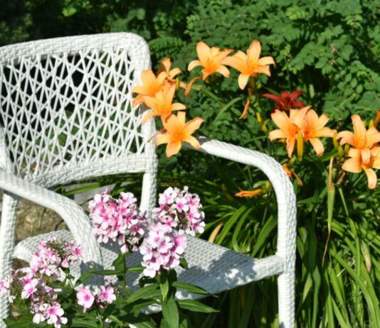 13 vrsta prolećnog koje će zašareniti balkon i baštu već u martu: Dobro podnose mraz, neke vrste traju godinama