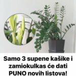Samo 3 supene kašike i zamiokulkas će dati PUNO novih listova!