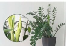 Samo 3 supene kašike i zamiokulkas će dati PUNO novih listova!