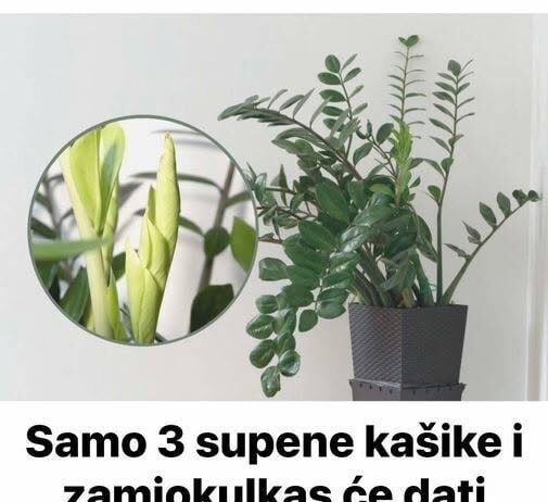 Samo 3 supene kašike i zamiokulkas će dati PUNO novih listova!