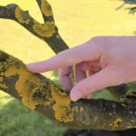 Voćke imaju ovo na svojim granama? EVO šta treba uraditi! Voćke imaju ovo na svojim granama? EVO šta treba uraditi! - featured image