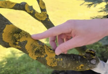 Voćke imaju ovo na svojim granama? EVO šta treba uraditi! Voćke imaju ovo na svojim granama? EVO šta treba uraditi! - featured image