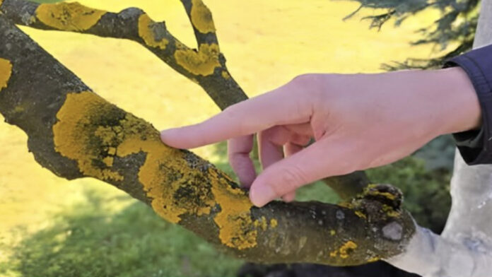 Voćke imaju ovo na svojim granama? EVO šta treba uraditi! - featured image